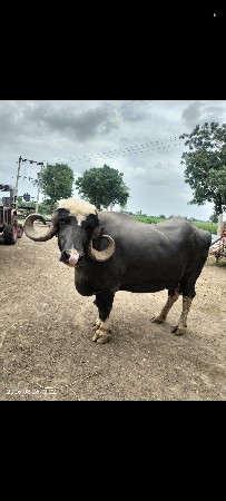 આ ભેંસ વેચવાની છે