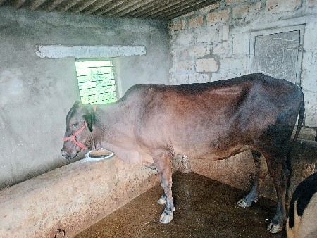 ગીર કોર્સ બે ગાયો દેવાની છે