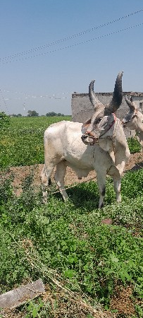 ગોઢલો વેચવાનો છે.