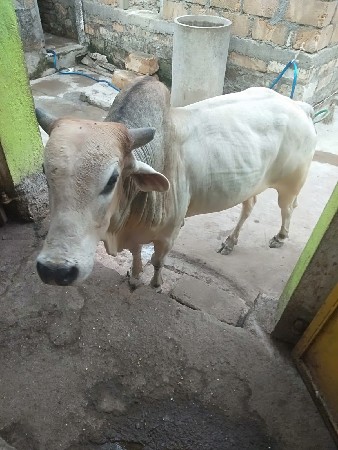 વાછડો વેચવા નો છે