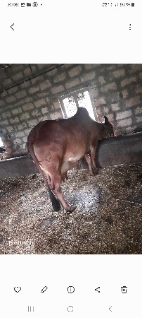 ગાય વેચવાની સોજી