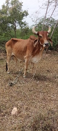 બળદ વેચવાનો છે