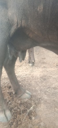 ભેંસ વેચવાની છે