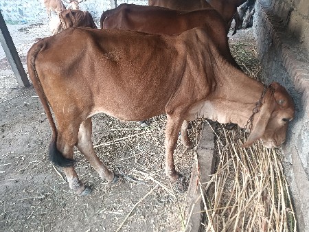 વેચવાની