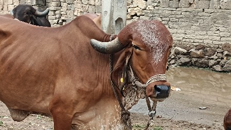 ગાય વેસવાની છે 2. મહિના નો ઘાભ