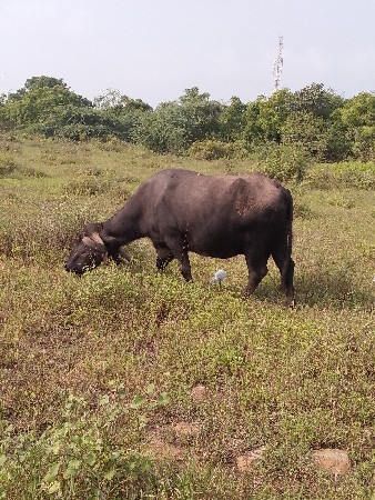 દોઢ મહિનાની કાશી
