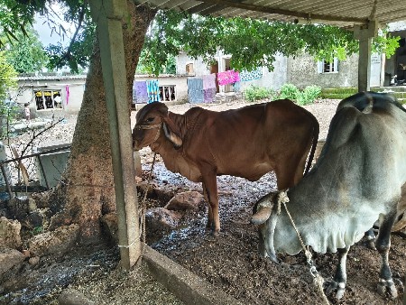 વાસળી વેચવાની છે