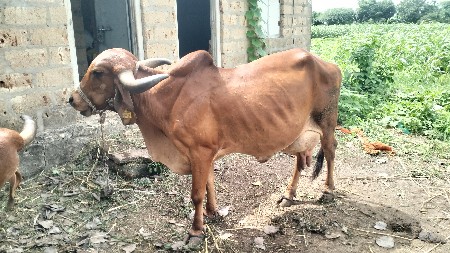 ગાય વેચવા ની છે