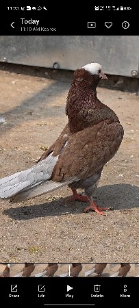 મુખી નર