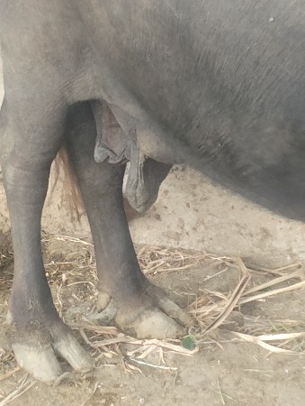 ભેંશ વેચવા ની છે