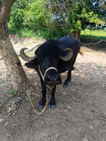 ખોડેલી વેચવાની છે 4:30 વર્ષની છે