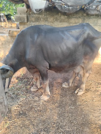 ભેસ