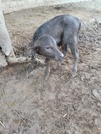 પાડો 2 દિવશ નો