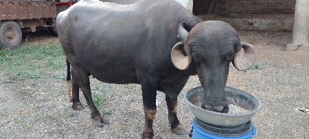 ભેંસ વેચવાની છે