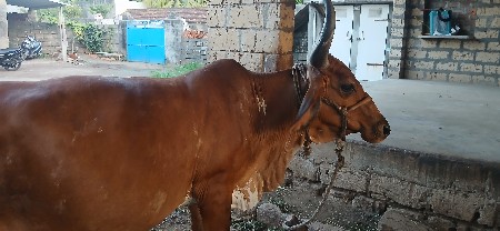 ગાય વેચવાની છે