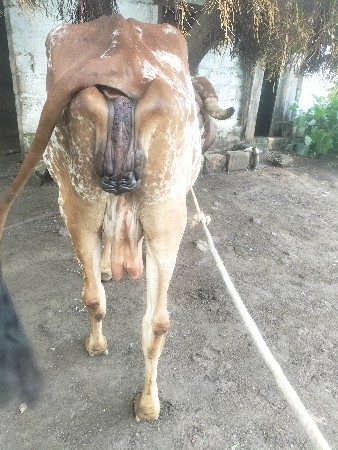 ગીર ગાય