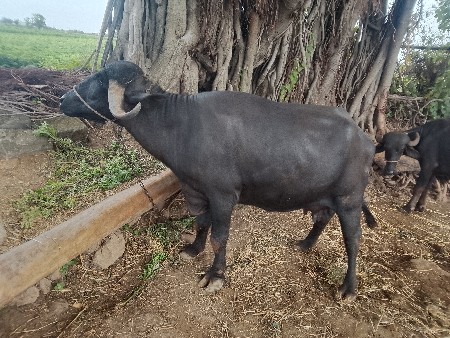 ભેંસ વેચવાની છે