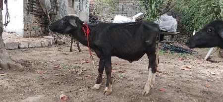 pada