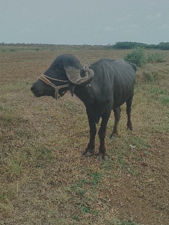 પાડો. વેચવાનો છે જવાબ દારીબધી