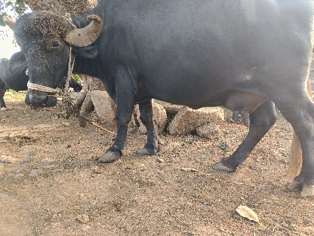 ભેંસ વેચવાની છે