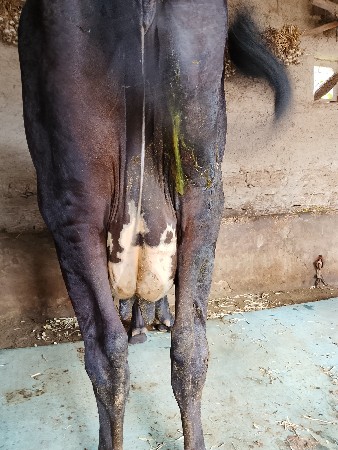 ત્રિજૂ વેતર