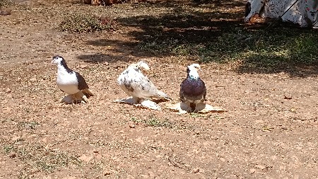 કબૂતર દેવના સે