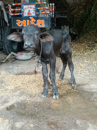 પાડો દેવા નો સે
