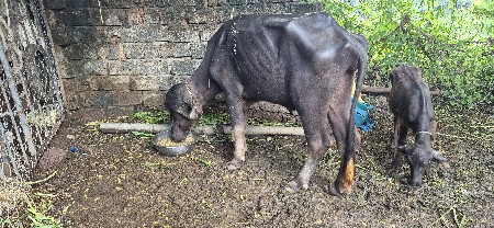ખડેલી વેચવાની છે