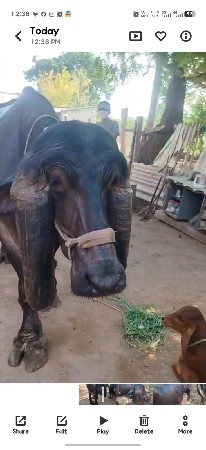 ભેંસ વેચવાની છે