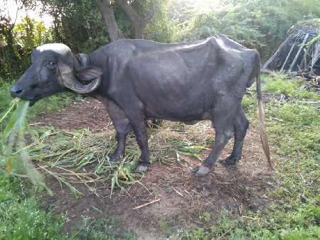 2 બીજુ વેતર