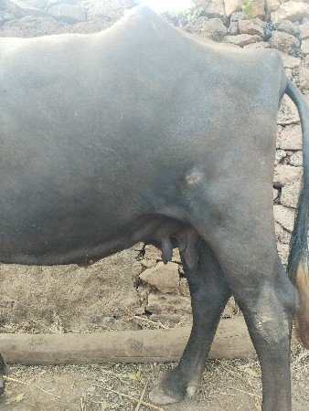 ભેંસ વેચવાની