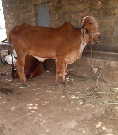 ગીર  ગીર ગાય વેચવાની છે