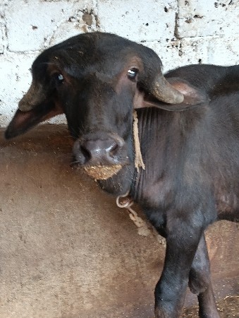 જાફરો