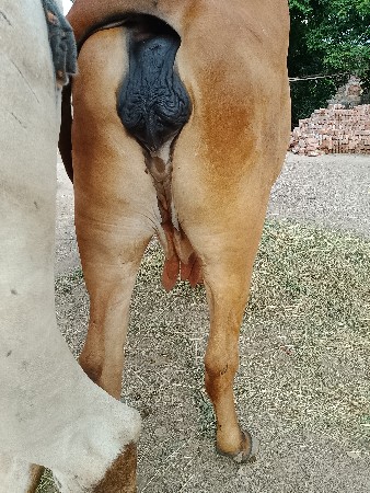 વેસવાની