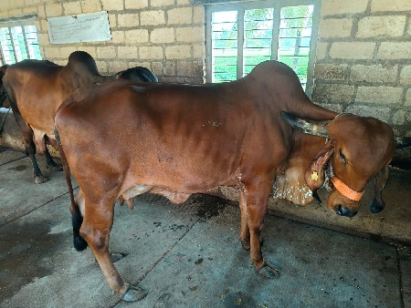 ગીર ગાય વેચવાની છે
