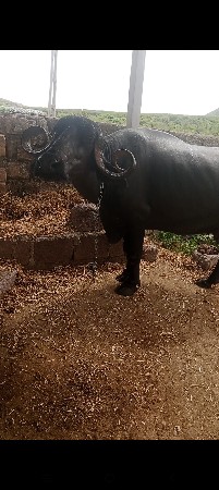 બીજું વેતર