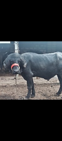 જાફરાબાદી પાડો વેચવાનો છે