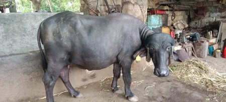 ભેંસ વેચવાની છે