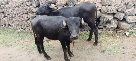 પાડીવેશવા ની સે બેબેવરશની સે