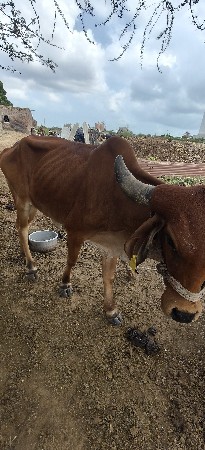 હોડકી દેવાની છે