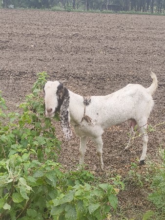 jamnapari bakri 2 vetar