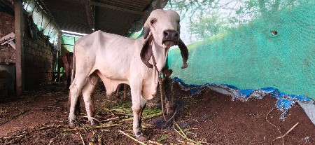 ગીર ખુટ વેચવાનો સે