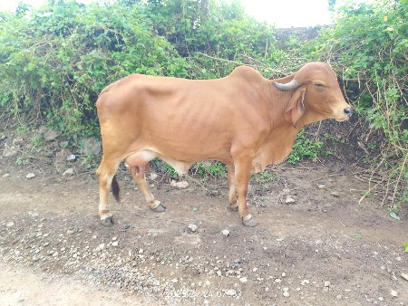 ગાય
