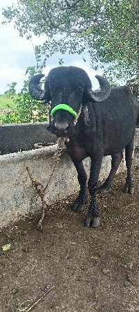 પેલુ વેતર...