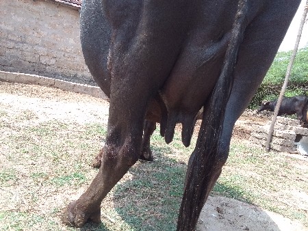 ભેંશ વેંચવાની છે ઊંચાઈ લંબાઈ