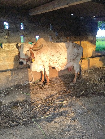 કાબરી ગાય વેચવાની છે