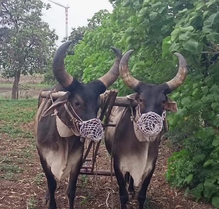 બળદ વેચવાના છે