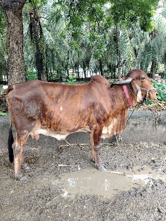 6/7 દિવસ ની કાચી