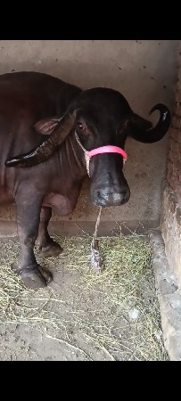 4 vetar gabhan