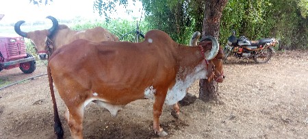 બળદ દઈ દેવા ફ્રી સેવા